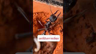 Bull Ants หนึ่งในมดสุดโหด #มด #เลี้ยงมด #คนเลี้ยงมด #bullants #ant #antverse