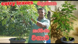 කරපිංචා වගාව curry leaves Home gardening Organic gardening Organic ගෙවතු වගාව gewathu wagawa