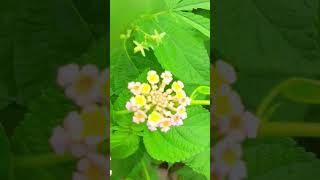 anarkali flowers