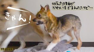 チャーリーが久々に吠えました。牧場に捨てられてた犬との生活59日目