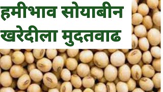 सोयाबीन खरेदीला मुदत वाढ बघा संपूर्ण माहिती |  soyabean