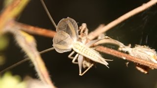 Singing Tree Cricket (Grillon d'Italie - Boomkrekel - Oecanthus pellucens)