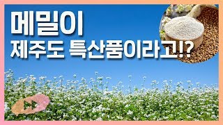 메밀이 제주도 특산품이라고!?