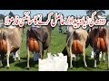 How to increase the milk production of your dairy farm by improving feeding practices? How to increase the milk production of your dairy farm by improving feeding practices?