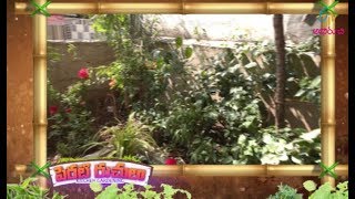 Kitchen Gardening | Perati Ruchulu | Paathakaalapu Andamaina Perati Thota | 20th December 2019