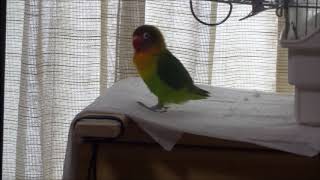 ボタンインコのモモ　お返事