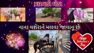 નાના વશેરાને મલવા જાવાનૂ છે મારવાડી ઘોડા નાના વશેરાને આ ઘોડો કેવી રીતે મળ્યો