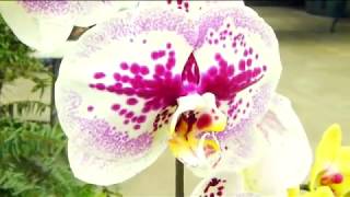 Utah's Orchid Enthusiasts Show Off Their Pride And Joy - Uniquely Utah