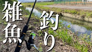 DAISO縛りPart6 簡単雑魚釣り！初心者にオススメ【DAISO縛りで20種目釣るまで企画帰れません！】 滋賀県2021年