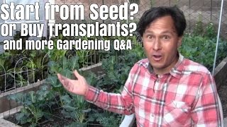 Start Your Garden from Seed or Buy Transplants? \u0026 More Garden Q\u0026A