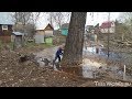 Валка больших деревьев, подборка. Часть 2. Big tree felling compilation (Russia). Part 2.