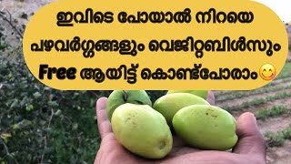 #fruitfarm #rak #wayoftravel ഇവിടെപോയാൽ Free ആയിട്ട് നിറയെ പഴവർഗ്ഗങ്ങളും വെജിറ്റബിൾസും കൊണ്ട്പോരാം😋