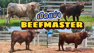 NC เปิดแบ่งอนาคตพ่อพันธุ์ BEEFMASTER บรามันห์เลือดร้อย