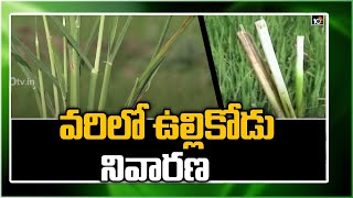 వరిలో ఉల్లికోడు నివారణ | Paddy Farming | Ullikodu Prevention | Matti Manishi | 10TV News