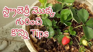 Tips to grow Strawberry plant | స్ట్రాబెర్రీ మొక్క గురించి కొన్ని tips