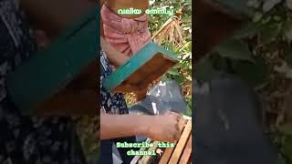 വലിയ തേനീച്ചയെ വളർത്തുന്ന കാഴ്ച🐝 #trending #bee #viral#1millionviews#subscribe #wayanad #reels #new