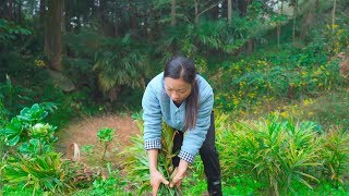 山里面摘回來的小黃薑 用中國貴州傳統的做法，这个冬天就吃它啦！ In China, ginger cooking method | Chinese Food 野小妹Wild Girl