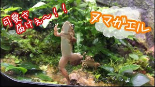 アクアテラリウム  ヌマガエルの事が好きになる動画♡