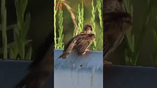 子雀パタパタ 雀の巣立ち雛 可愛い #shorts  Cute baby sparrow. 野鳥観察 野鳥動画