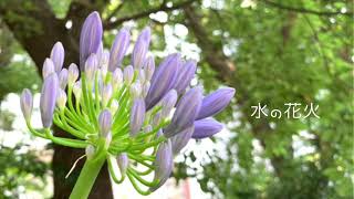 水の花火