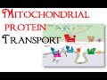 Mitochondrial protein transport