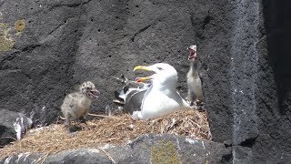 オオセグロカモメ の親子 (北海道 利尻島) 2019年6月24日