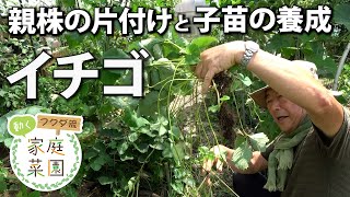 【家庭菜園】イチゴ　親株の片付けと子苗の養成　　おまかせ菜園フクダ流