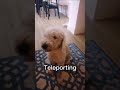 teleporting around the house bedlingtonwhippet bedlington bedlingtonterrier funny