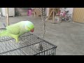 indian ringneck talking parrot