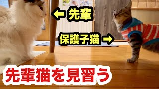 キッチンが怖い子猫は先輩猫を見習う日々