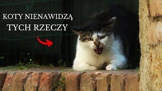 🔴 12 RZECZY, KTÓRE ROBISZ, A TWÓJ KOT ICH NIENAWIDZI! (Uważaj na #7 😱)