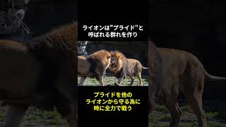 【驚愕】ライオンに関する面白い雑学 #動物雑学 #ライオン #動物