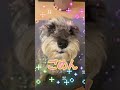 あざと可愛い犬を撮っちゃいました♡【ミニチュアシュナウザー】 ミニチュアシュナウザー シュナウザー シュナウザー好きさんと繋がりたい わんちゃん ペット 愛犬 癒し 可愛い