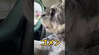 あざと可愛い犬を撮っちゃいました♡【ミニチュアシュナウザー】#ミニチュアシュナウザー#シュナウザー#シュナウザー好きさんと繋がりたい #わんちゃん#ペット #愛犬 #癒し #可愛い