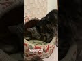 【本日のチャッピー】 猫 保護猫 おばあちゃん猫 ゆっくり過ぎて 前編 癒し