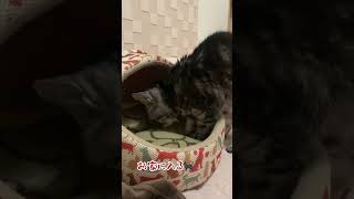 【本日のチャッピー】#猫#保護猫#おばあちゃん猫#ゆっくり過ぎて#前編#癒し