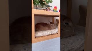 うさぎさんのお昼寝#うさぎ #bunny #rabbit #癒し