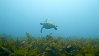 アオウミガメ 館山 西川名 201906r【4K】