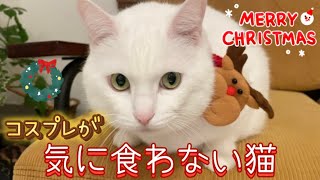 クリスマスコスプレを脱ぎ捨て叩きつける猫がこちらです。