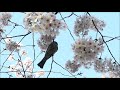 満開の桜とヒヨドリ。花の蜜をついばむ。（靖国神社［東京都千代田区］） tokyo sakura cherry blossom viewing