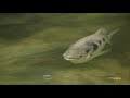 you won t believe how the archer fish catches insects 4k