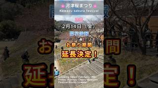 2月14日(金)【河津桜まつり】期間延長決定#河津桜まつり #河津桜 #伊豆 #桜 #河津桜まつり2025 #夜桜 #静岡 #河津 #河津町 #kawazu sakura festival