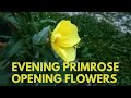 Evening Primrose opening flowers