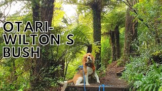 Beagle Dog Walk at Otari -Wilton's Bush, Wellington