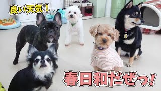 春日和で良い天気だぜっ！　🐶ひみつきちなう！②🐶  (チワワ 柴犬 トイプードル ビションフリーゼ フレンチブルドッグ マルチーズ) 2020年3月11日