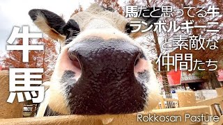 あまえるランボちゃんとお馬さんたち【六甲山牧場】馬だと思ってる牛のランボルギーニ