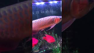 塔巴赫斯紅頭關刀．皇冠六間小魚．龍魚立鱗．要搶黃金時間下藥．．