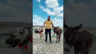 eşşek kadar derken şaka yapmıyoduk #kangal #shorts