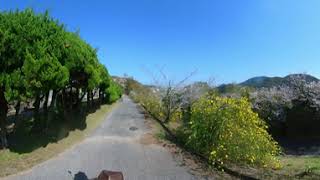 VR観光in日向「お寺と桜」その３　水月寺