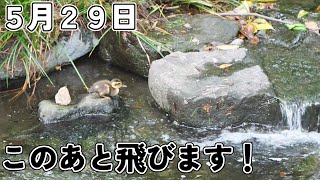 29日の2本目　葵区城北公園のカルガモ親子 2023年5月29日